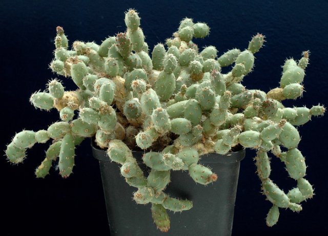 Tephrocactus_minor